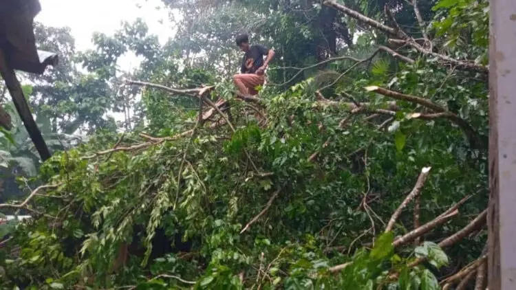 Pohon Tumbang Menimpa Rumah, Sekeluarga di Munjul Pandeglang Diungsikan