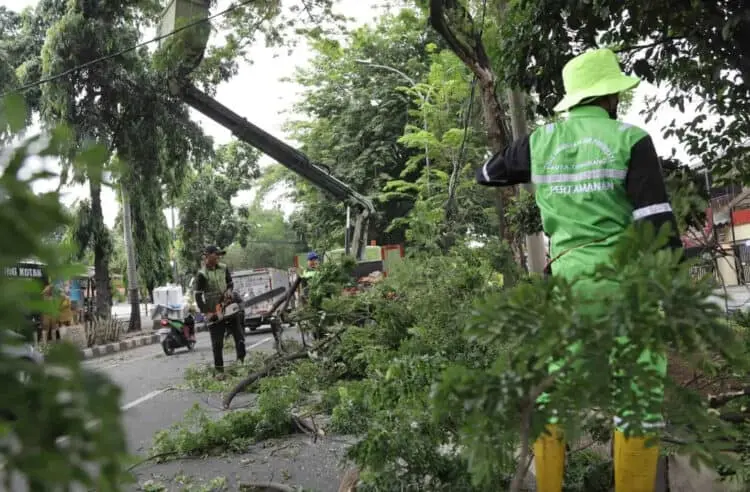 Antisipasi Tumbang, Sejumlah Pohon di Kota Tangerang Dipangkas
