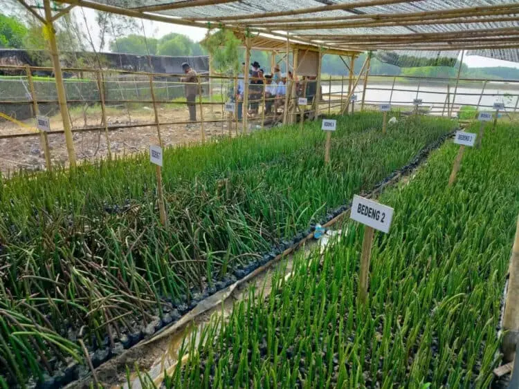 Antisipasi Abrasi, DLH Kabupaten Serang Tanam Mangrove Disepanjang Pantai