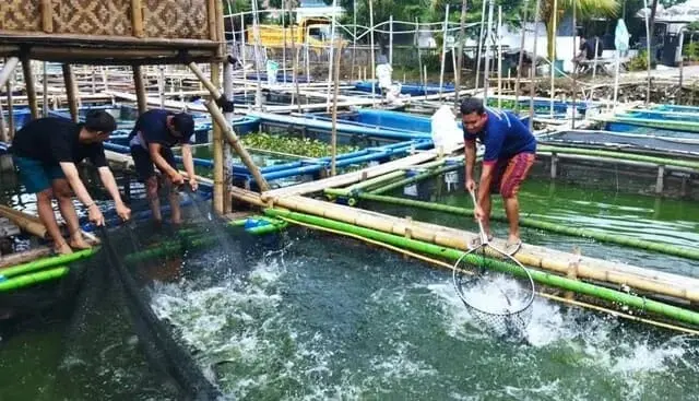 Maksimalkan Potensi Wilayah, Warga di Periuk Ini Sukses dengan Keramba Ikan