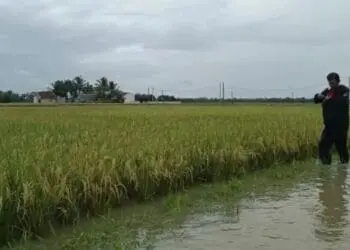 Ratusan Hektar Sawah di Pandeglang Terendam Banjir, Petani Terancam Gagal Panen