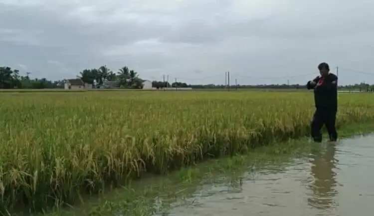Ratusan Hektar Sawah di Pandeglang Terendam Banjir, Petani Terancam Gagal Panen
