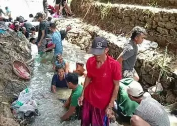 Heboh! Ribuan Ekor Ikan Muncul di Sungai Ciujung Kabupaten Serang