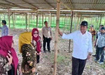 Wabup Serang Pandji Tirtayasa, cek lokasi dan sarana prasarana untuk Pasar Sementara di Baros, Kabupaten Serang, Kamis (22/12/2022). (ISTIMEWA)