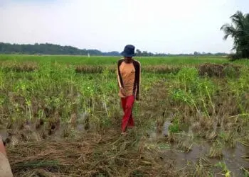 Kondisi pesawahan di Kabupaten Serang. (ISTIMEWA)