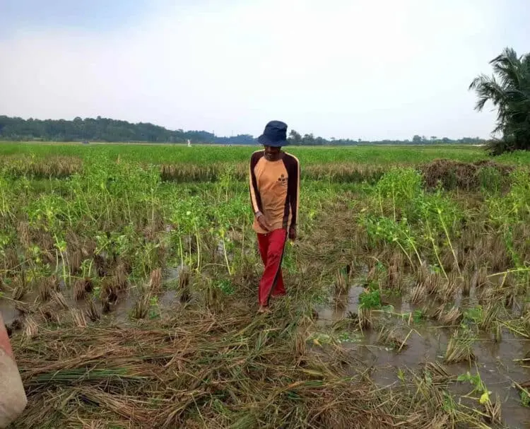 Kondisi pesawahan di Kabupaten Serang. (ISTIMEWA)