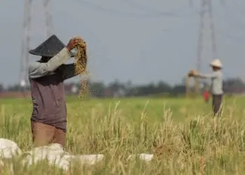 Produksi Gabah di Banten Meningkat, Aman Hingga Awal 2023