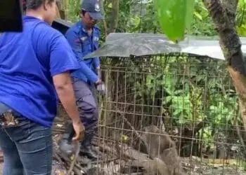 Serang Manusia, Dua Ekor Monyet di Lebak Ini Ditangkap