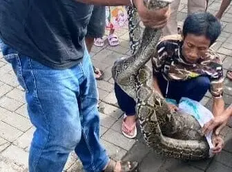 Diduga Usai Telan Mangsa, Ular Piton 20 Kg Ditangkap