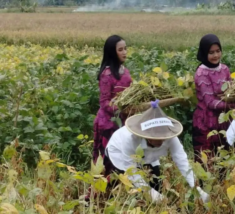 Pemkab Serang Siapkan 500 Hektar Untuk Tanam Kedelai Migo