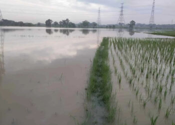 24 Hektar Sawah Terendam Banjir Akibat Luapan Sungai Cidurian