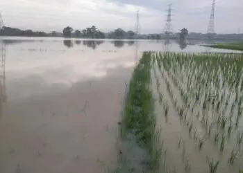 24 Hektar Sawah Terendam Banjir Akibat Luapan Sungai Cidurian