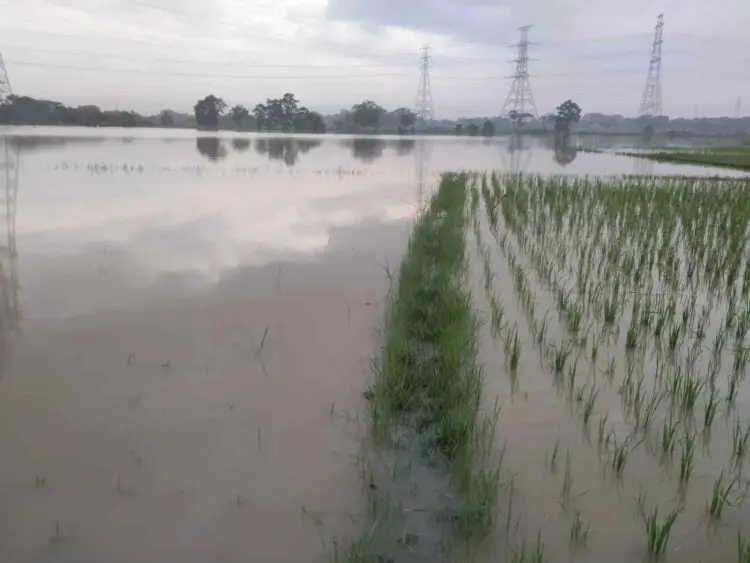 24 Hektar Sawah Terendam Banjir Akibat Luapan Sungai Cidurian
