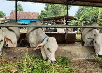 Peternak Sapi di Kabupaten Tangerang Diminta Waspada Penyakit LSD