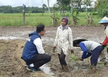 Tebar Pesona di Lebak, Anies Baswedan Turun ke Sawah hingga Bagi-bagi Buku