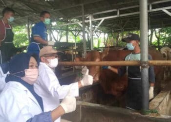 Tim gabungan sedang melakukan vaksinasi PMK, di wilayah Banten. (DOKUMEN/SATELITNEWS.COM)