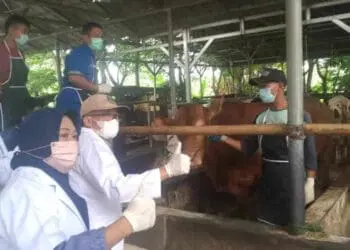 Tahun 2023 Ditargetkan 50.000 Dosis Vaksinasi PMK, di Banten Masih Banyak Peternak Menolak