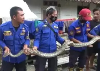Ngeriii..Tak Sampai Sebulan, Damkar Lebak Tangkap 19 Ekor Ular dari Permukiman Penduduk