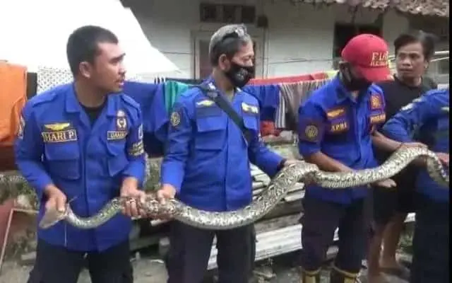 Ngeriii..Tak Sampai Sebulan, Damkar Lebak Tangkap 19 Ekor Ular dari Permukiman Penduduk