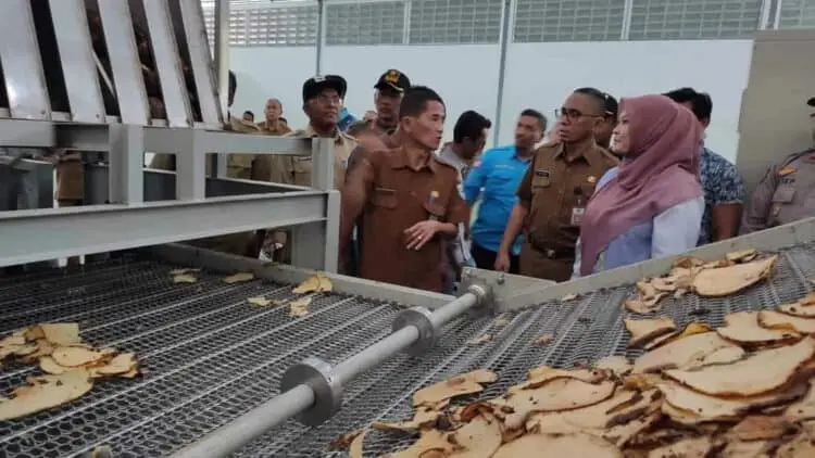Pengoperasian Pabrik Porang di Pandeglang Ditarget Bulan Maret, Siap Penuhi Kebutuhan Ekspor