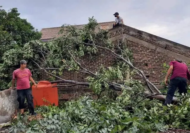 Rumah Warga Uwung Jaya Tertimpa Pohon, Pemkot Tangerang Langsung Bergerak