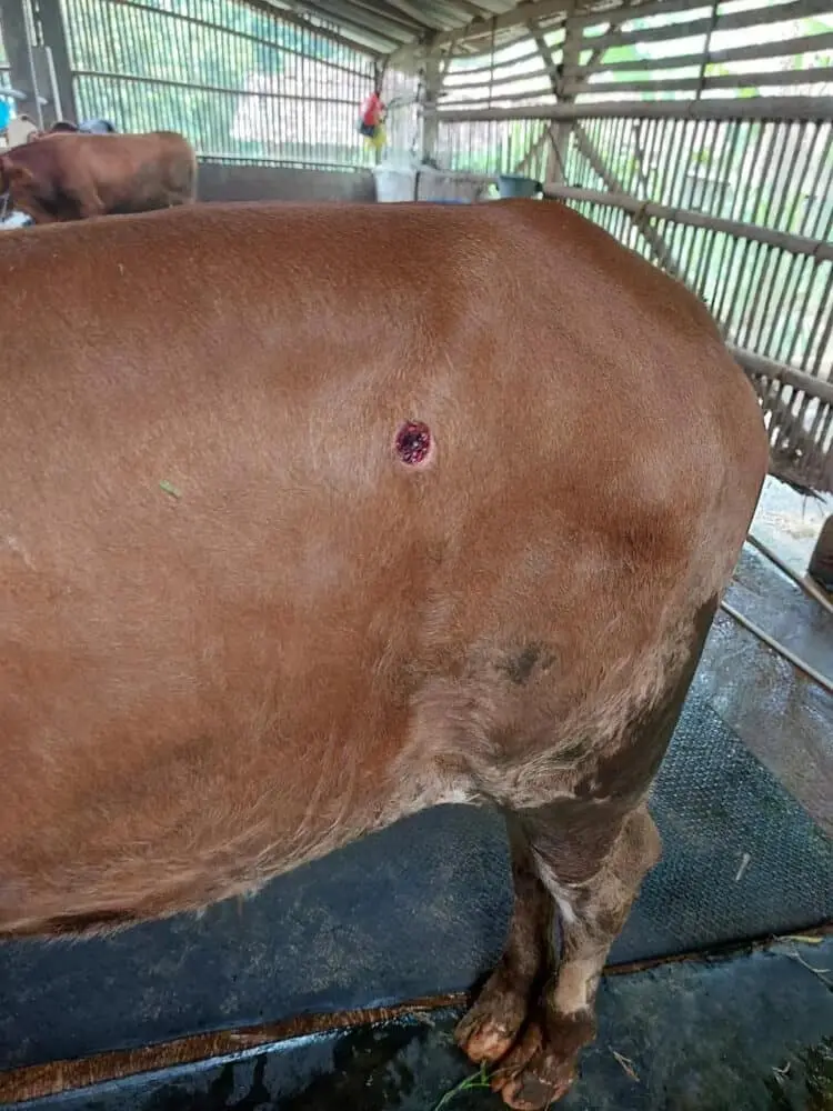 9 Ekor Sapi di Kabupaten Tangerang Diduga Terpapar Virus LSD