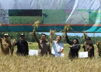 Pj Gubernur Banten Al Muktabar, bersama Bupati Pandeglang Irna Narulita dan jajaran terkait, panen raya di wilayah Pandeglang, Banten, beberapa waktu lalu. (ISTIMEWA)