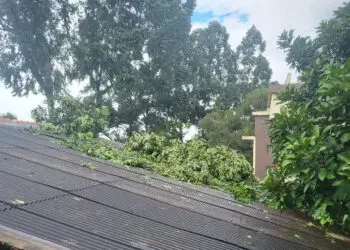 Pohon di Kantor Kelurahan Uwung Jaya Roboh Timpa Atap Rumah Warga