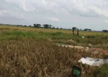 Lahan persawahan di wilayah Banten. (ISTIMEWA)