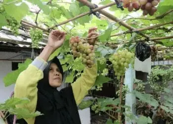 Produktif, Warga Karawaci Ini Ubah Teras Rumah Jadi “Kebun Anggur Skala Rumahan