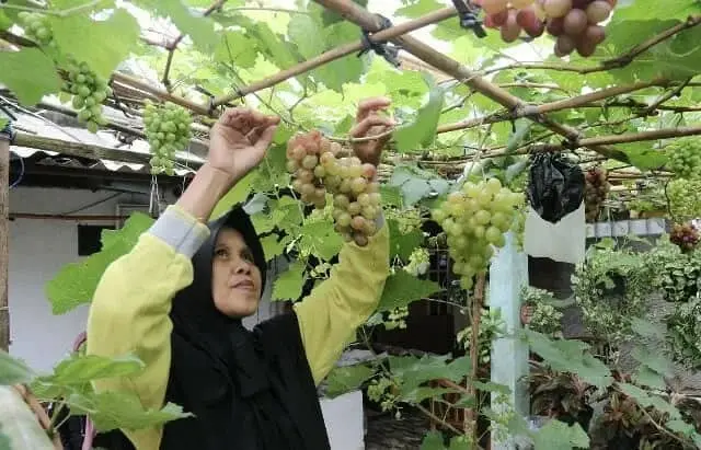 Produktif, Warga Karawaci Ini Ubah Teras Rumah Jadi Kebun Anggur Skala Rumahan