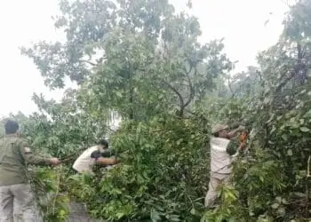 Hujan Angin di Kota Tangerang, Masyarakat Diminta Mewaspadai Pohon Tumbang