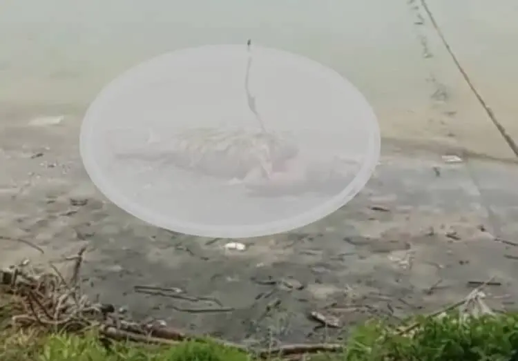 Mayat Pria Tanpa Busana Tergeletak di Tepi Pantai Dekat PLTU 2 Labuan Pandeglang