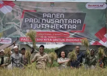 Petani Gunung Kaler dan DPKP Dukung Panen Padi Nusantara 1 Juta Hektar
