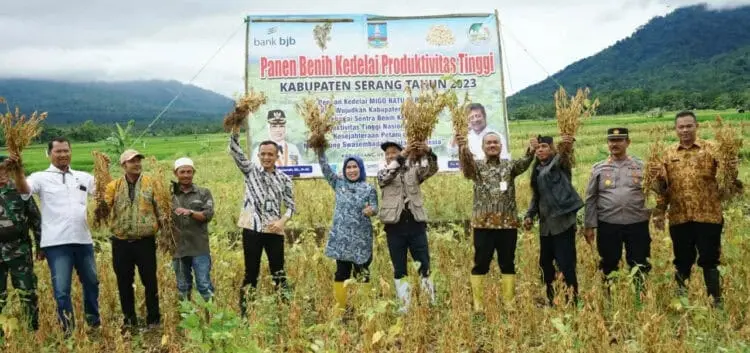 Bupati Serang Ratu Tatu Chasanah, bersama jajarannya melakukan panen raya kedelai. (ISTIMEWA)