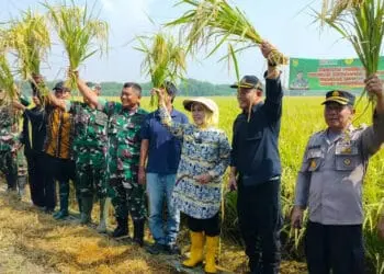 Bupati Serang Ratu Tatu Chasanah dan jajaran Muspida, melaksanakan panen raya padi, di Desa Laban, Kecamatan Tirtayasa, Kabupaten Serang, Kamis (16/3/2023). (SIDIK/SATELITNEWS.COM)