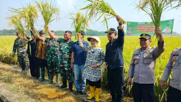 Bupati Serang Ratu Tatu Chasanah dan jajaran Muspida, melaksanakan panen raya padi, di Desa Laban, Kecamatan Tirtayasa, Kabupaten Serang, Kamis (16/3/2023). (SIDIK/SATELITNEWS.COM)