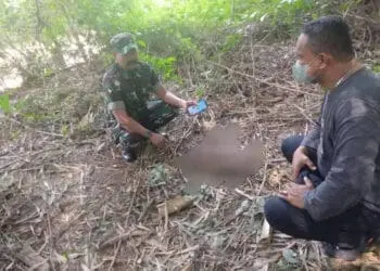 Potongan Kaki Kanan Korban Mutilasi Dimakan Biawak