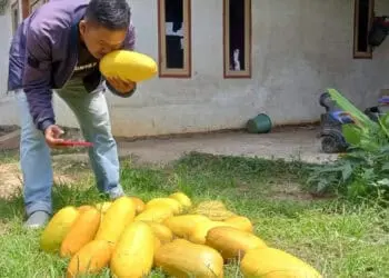 Timun Suri, salah satu buah yang diburu selama Bulan Ramadan. (ISTIMEWA)