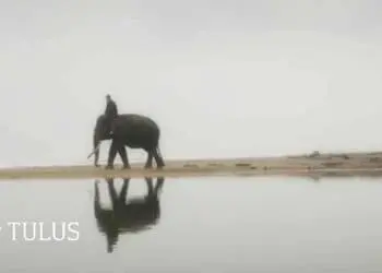 Lirik Lagu Gajah - TULUS