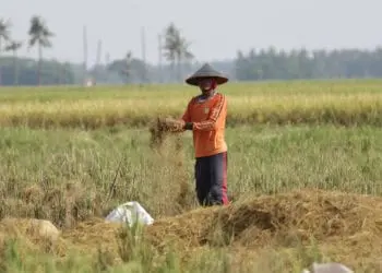 Stok Beras di Banten Diprediksi Surplus 40.000 Ton