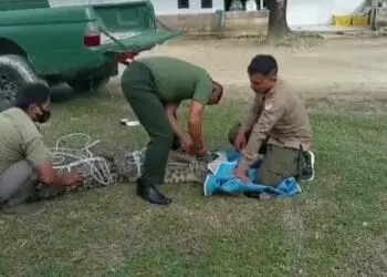 Dianggap Meresahkan dan Ancam Warga, Seekor Buaya di Pandeglang Ditangkap Warga 