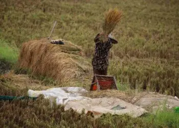 Petani memanen padi di lahan persawahannya. (ISTIMEWA)