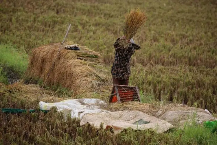 273 Hektar Sawah di Banten Puso, Pemprov Berikan Benih Gratis