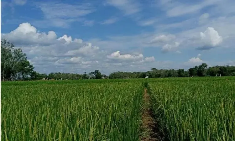 Waspada, El Nino Bisa Berdampak Pada Inflasi Pangan