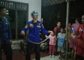 Ngeri, Ular Kobra “Bertandang” Tengah Malam ke Rumah Warga di Lebak