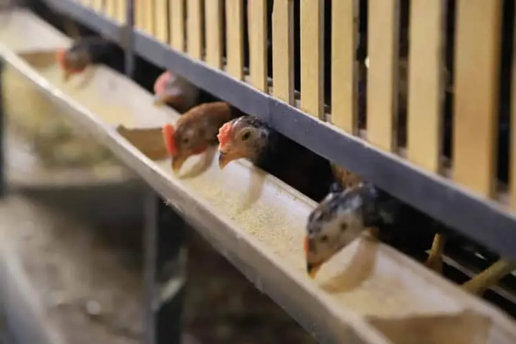 Baru Setahun Bisnis Peternakan Ayam di Pinang Ini Hasilkan Omzet Puluhan Juta Rupiah