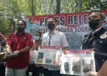 Sindikat Penyelundup Sisik Trenggiling Dibekuk Polisi