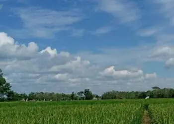 El Nino di Depan Mata, Semua Pihak Diminta Bersiap Hadapi Kondisi Ekstrem