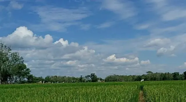 El Nino di Depan Mata, Semua Pihak Diminta Bersiap Hadapi Kondisi Ekstrem